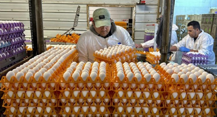 Así repuntó el precio del huevo en mayo
