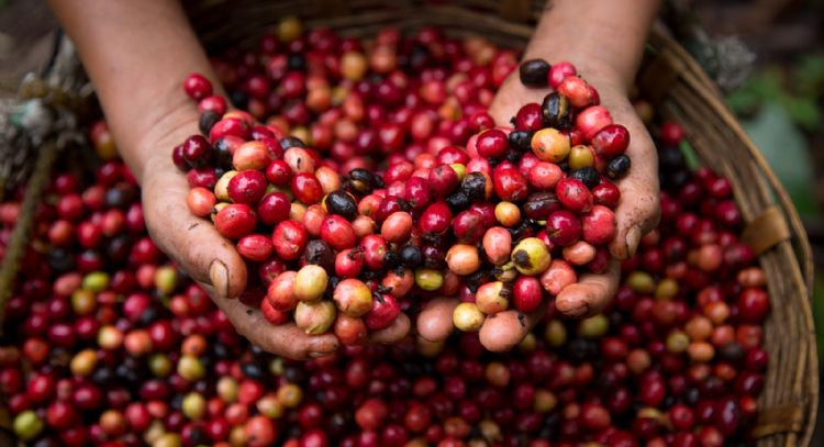 NESCAFÉ® reconoce a cafeticultores por su compromiso con el desarrollo del campo mexicano