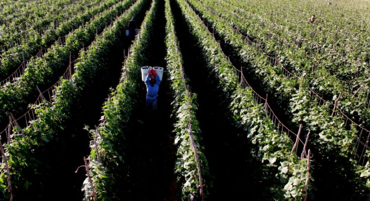 PIB avanza marginalmente y se ubica en 1.1% en tercer trimestre de 2024
