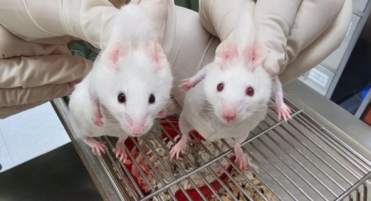 Recrean un ratón a partir de un gen en un organismo unicelular