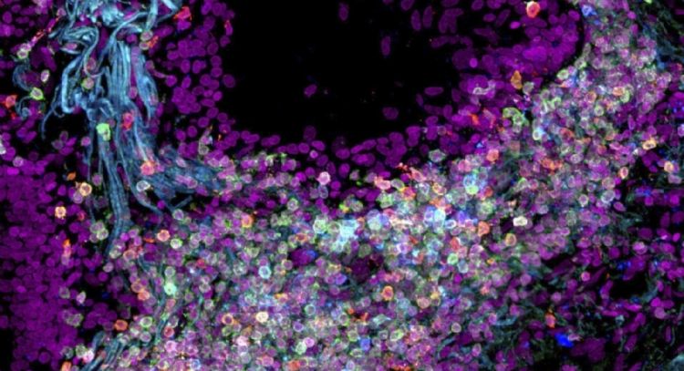 Científicos crean mapa del cuerpo humano célula por célula