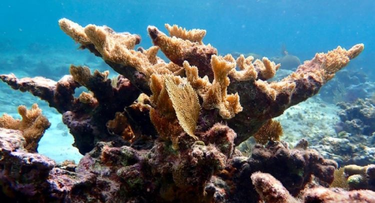 Más del 40% de las especies de coral se enfrentan a la extinción