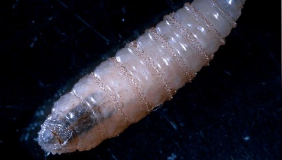 ¿Cómo detectar al gusano barrenador y prevenir su propagación?