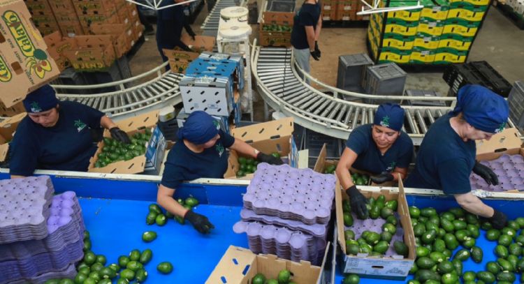 Amenaza de aranceles de Trump pone en riesgo aguacates y tequila mexicanos