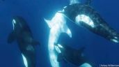 Orcas aprenden a cazar en manada el pez más grande del mundo