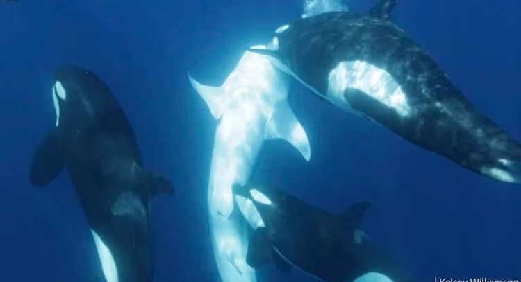 Orcas aprenden a cazar en manada el pez más grande del mundo