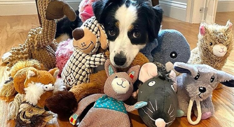 Los perros identifican objetos por la textura más que por su forma