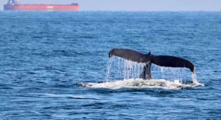 Las orcas siguen arrastrando sustancias tóxicas prohibidas hace décadas