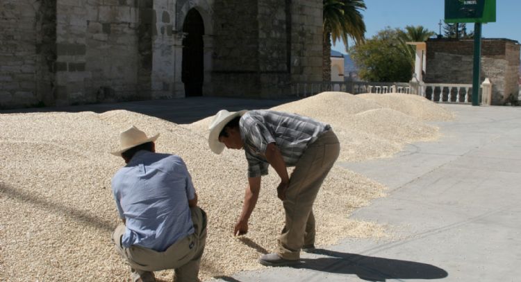 Con AMLO, una estrategia para perder ante el maíz transgénico, denuncian expertos