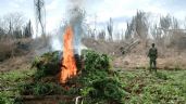 Ejército Mexicano destruye plantíos de mariguana Sinaloa, Chihuahua, Durango y Guerrero