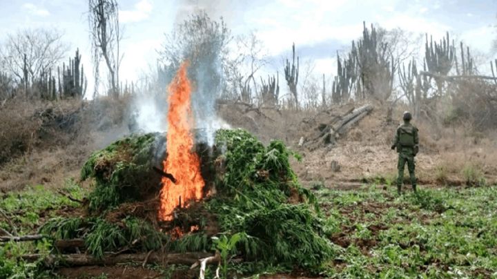 Ejército Mexicano destruye plantíos de mariguana Sinaloa, Chihuahua, Durango y Guerrero