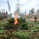 Ejército Mexicano destruye plantíos de mariguana Sinaloa, Chihuahua, Durango y Guerrero