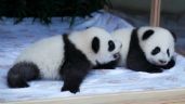 Este es el nombre que les pusieron a las nuevas pandas gemelas en el Zoológico de Berlín