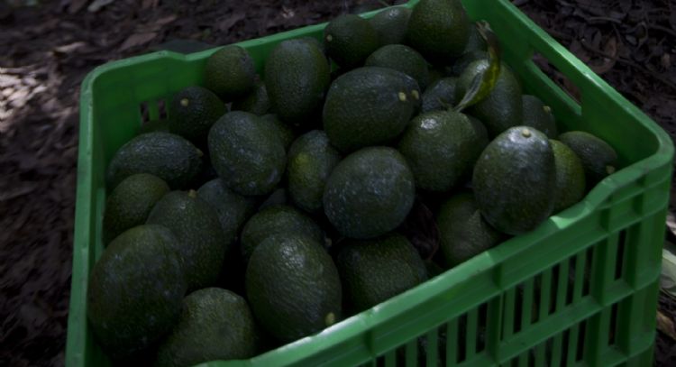 EU recibe menos aguacates de México, lo que afecta al guacamole para el Super Bowl. ¿Por qué?