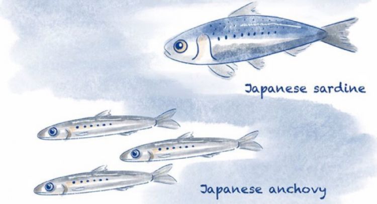 El cambio climático hace perder peso a los peces