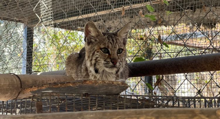 Resguarda Zoológico Tamatán a una osezna, un lince y un ocelote