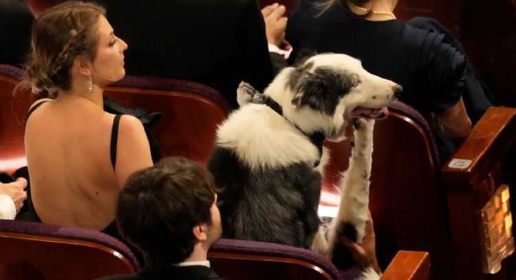 Messi: el perro celebridad logró llegar a los Oscar; así filmaron su "aplauso" (Video)