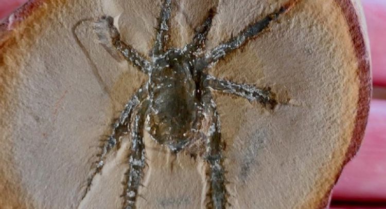 Descubren arácnido que vivió hace 308 millones de años