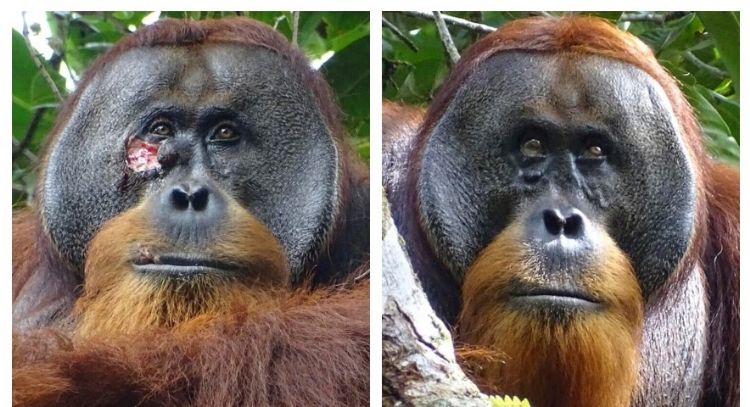 Rakus, el orangután que usó una planta medicinal para tratarse una herida