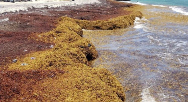 Contaminación y calentamiento disparan los sargazos en el Atlántico