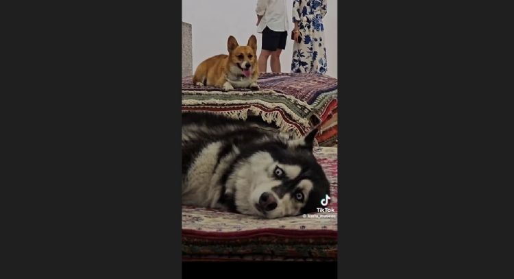 Gobierno de CDMX interviene en el caso del performance con perros en el Museo Tamayo