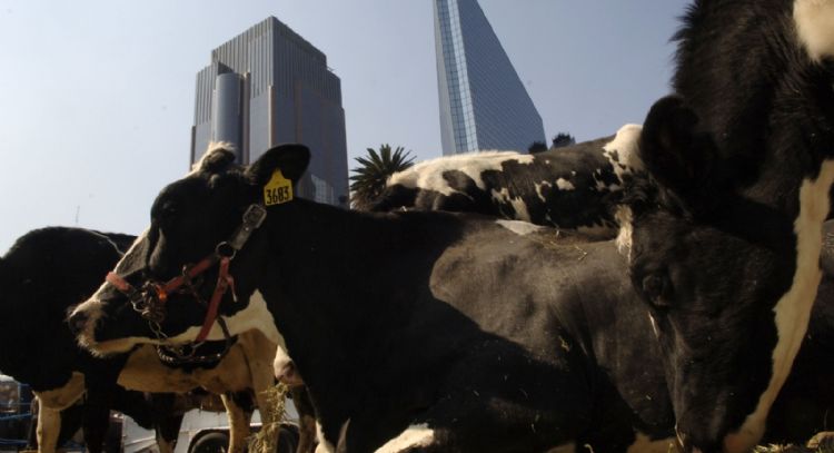 OMS: Hay un mayor nivel de alerta por gripe aviar en 36 ganaderías de EU
