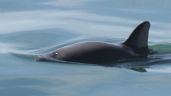 Foto ilustrativa de la nota titulada: La expedición mexicana que vigila la vaquita marina avista menos ejemplares este año