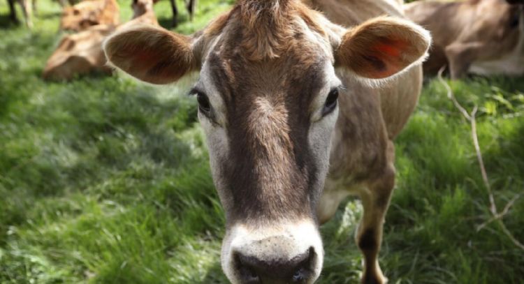 Con 100 millones de aves muertas, la industria podría servir de ejemplo a granjeros ante gripe aviar