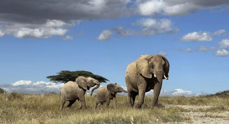 Estudio demuestra que elefantes africanos se llaman y responden a nombres individuales