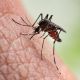 Muere otra persona por dengue en Oaxaca; suman tres defunciones en la entidad