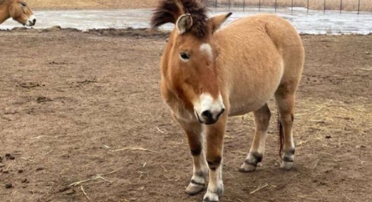 Científicos logran secuenciar el genoma de la última especie de caballo salvaje
