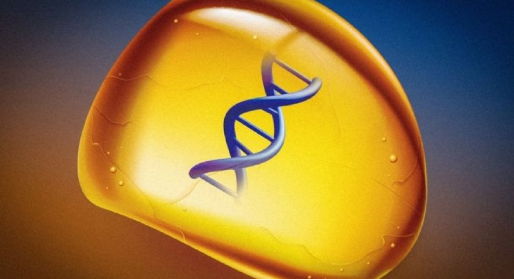 Crean un ámbar sintético para guardar ADN sin congelarlo