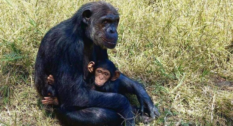 El corazón marcó diferencias entre la evolución de humanos y simios