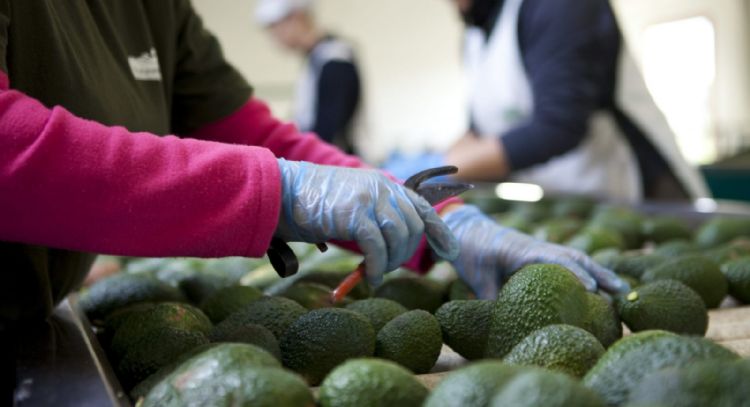Inspectores de EU regresarán gradualmente a empacadoras de mango y aguacate