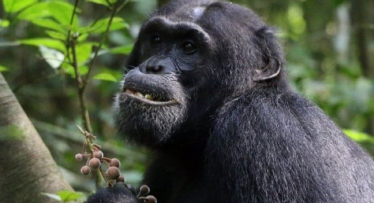 Ciencia: Los chimpancés buscan plantas medicinales cuando están enfermos