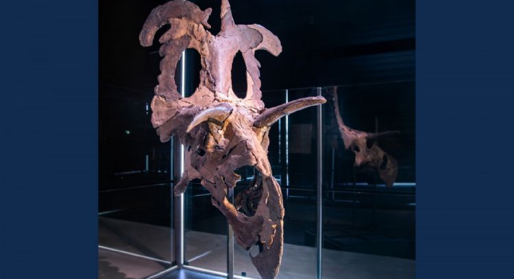 Descubren al “Lokiceratops rangiformis”, una nueva especie de dinosaurio de hace 78 millones de años