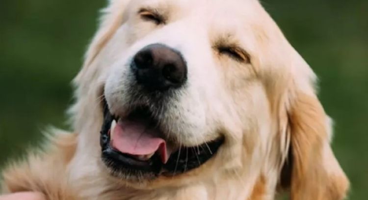 Se buscan perros que puedan entender 20 objetos por su nombre