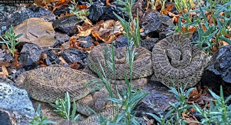 Cámara web observa cientos de víboras de cascabel en "mega madriguera" (Video)