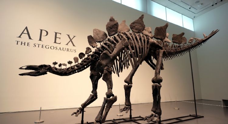 Nuevo récord en subastas de dinosaurios: fósil de estegosaurio alcanza los 45 millones de dólares