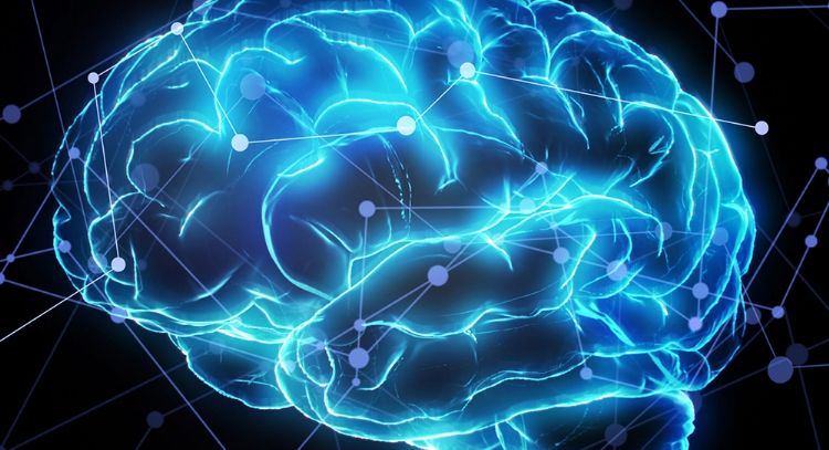 Resuelto el enigma del tamaño del cerebro y la singularidad humana
