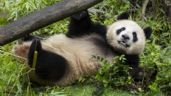 Pareja de pandas de China se aclimatan a su nuevo hogar en el zoo de San Diego