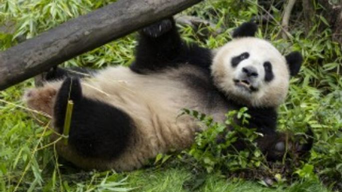 Pareja de pandas de China se aclimatan a su nuevo hogar en el zoo de San Diego