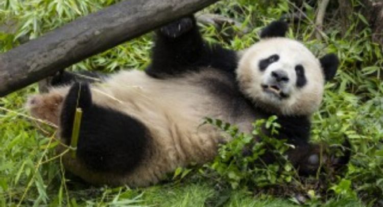 Pareja de pandas de China se aclimatan a su nuevo hogar en el zoo de San Diego