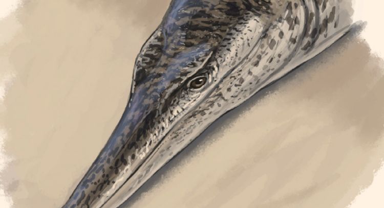 Enalioetes, una nueva especie de cocodrilo marino antiguo