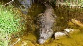 Un cocodrilo ataca y hiere a un empleado del zoológico en Jerusalén