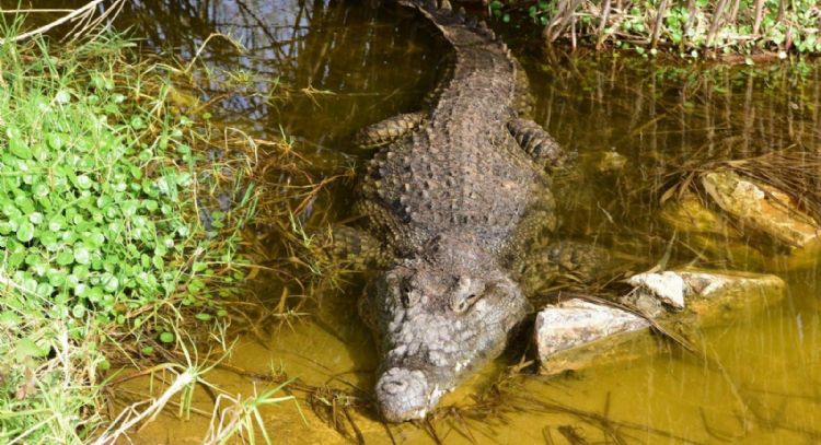 Este es el proyecto que busca reubicar cocodrilos cerca de la zona industrial de Lázaro Cárdenas