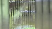 Caimanes nadan por las calles tras la inundaciones que provocó la tormenta tropical Debby