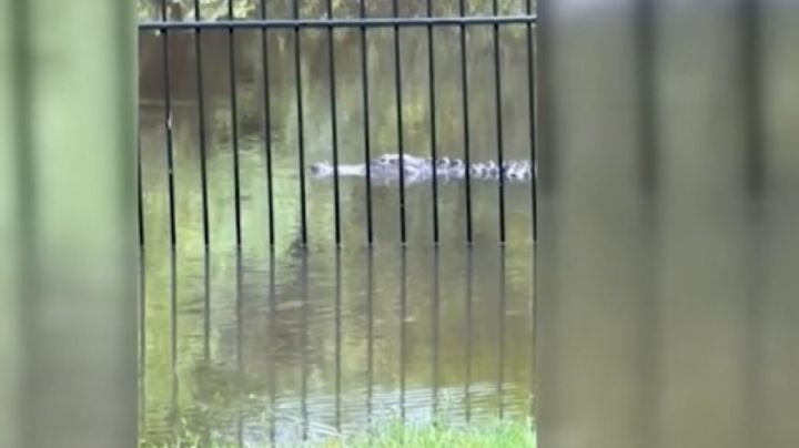 Caimanes nadan por las calles tras la inundaciones que provocó la tormenta tropical Debby