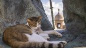 Gobierno de EU suspende plan para retirar gatos callejeros de sitio histórico de Puerto Rico