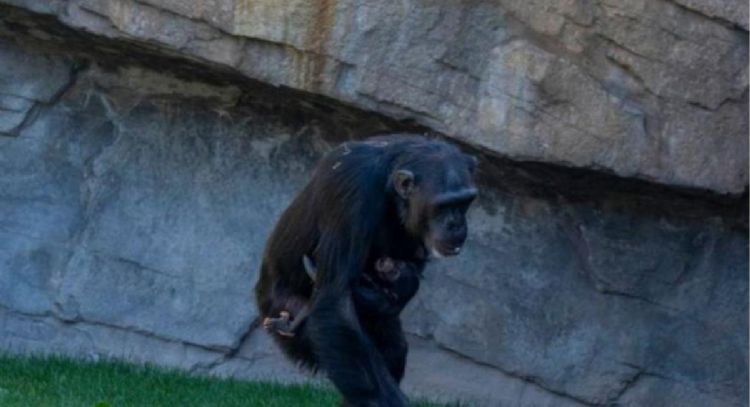 Después de siete meses de duelo la chimpancé Natalia soltó el cadáver de su bebé fallecido